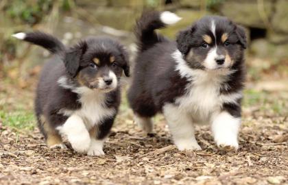 Erstklassige ASCA Australian Shepherd We
