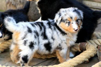 Erstklassige ASCA Australian Shepherd We