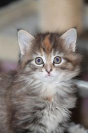 Maine Coon M�dels und jungs mit Papieren