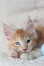 Maine Coon M�dels und jungs mit Papieren