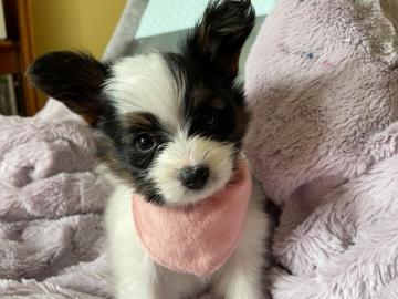 Papillons Welpen bereit