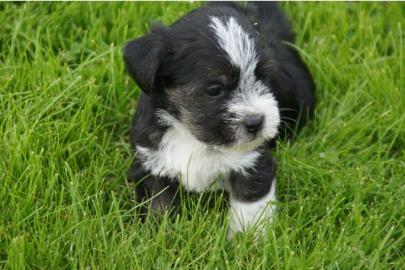 chiuahua welpen (mini)