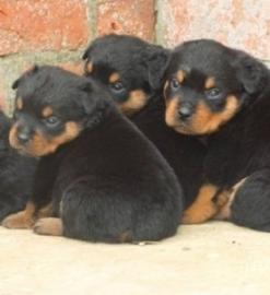 S��e Rottweiler Welpen