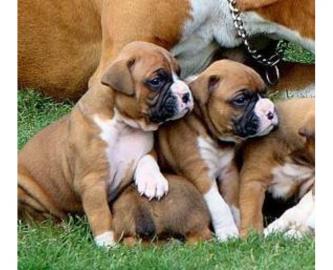 Sch?ne Boxerwelpen