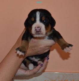 Grosser Schweizer Sennenhund FCI Welpen