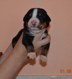 Grosser Schweizer Sennenhund FCI Welpen