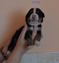 Grosser Schweizer Sennenhund FCI Welpen