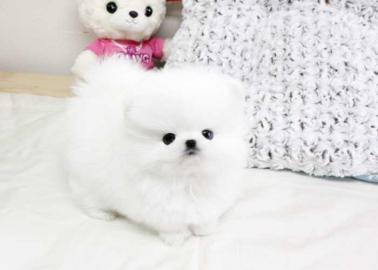 Zwergspitz/Pomeranian zu verkaufen