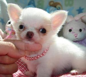 wunderschne Mini Chihuahua Welpen-Mnnc