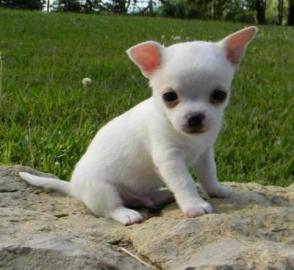 CHIHUAHUA WELPEN(VDH/FCI)200 euros