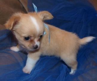 CHIHUAHUA WELPEN(VDH/FCI)200 euros