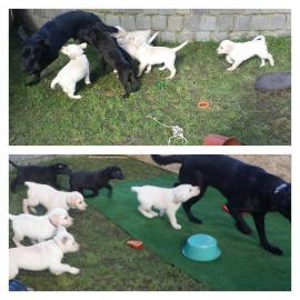 Zertifizierte Pedigree Labrador Welpen