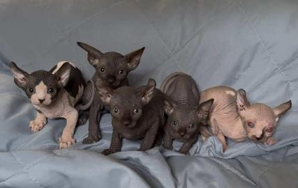 Liebevolle Sphynx-Katzen WhatsApp nummer