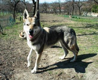 Tschechoslowakischer Wolfhund