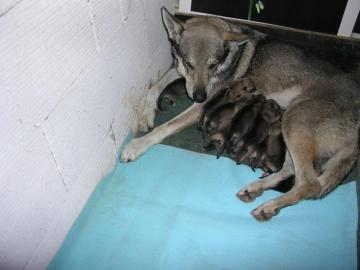 Tschechoslowakischer Wolfhund