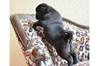 Mops Welpen von freiatmende