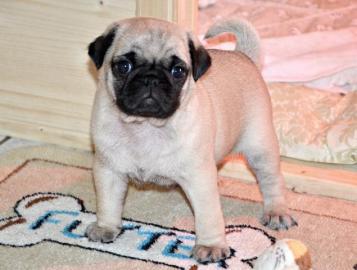 Mops Welpen von freiatmende