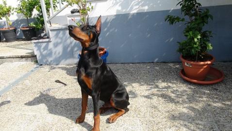 Dobermann Welpe 5 Monate