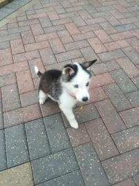 Sibirische husky Welpen