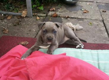 Blueline Wundersch�ne Staffiordshire Wel