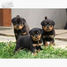 Zuckers??en Rottweiler Welpen abzugeben