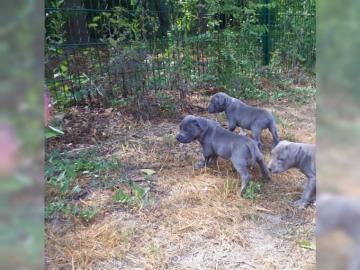 American staffort Bluline Welpen