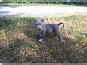American staffort Bluline Welpen