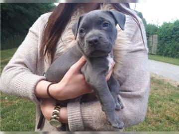 American staffort Bluline Welpen