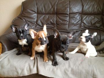 Franz. Bulldoggen Welpen
