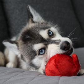 Teetasse Pomsky Welpen