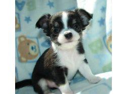 Zucker s��e chihuahua welpe zu verkaufen