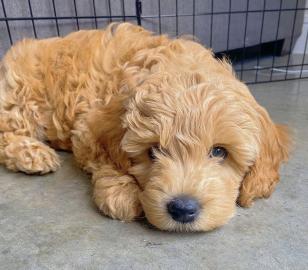 AxA Schone Labradoodle Welpes Ax