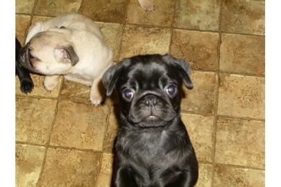 schwarz und beige mops welpen 100 euros