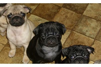 schwarz und beige mops welpen 100 euros