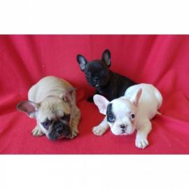 FRANZ?SISCHE BULLDOGGEN WELPEN GECHIPT,E