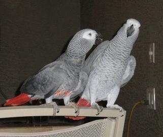 Vollst�ndig entw�hnt Kongo Graupapagei