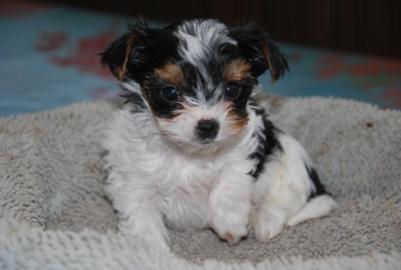 Biewer Yorkshire terrier Welpen