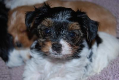 Biewer Yorkshire terrier Welpen