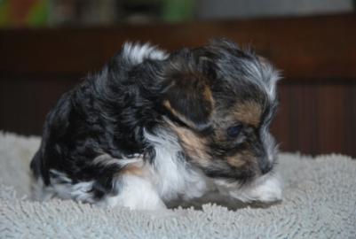 Biewer Yorkshire terrier Welpen