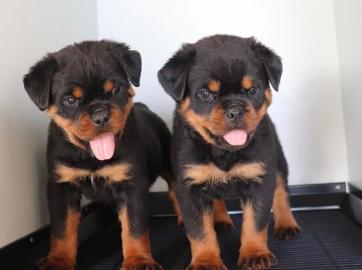 ROTTWEILER WELPEN BEREIT MIT PAPIEREN