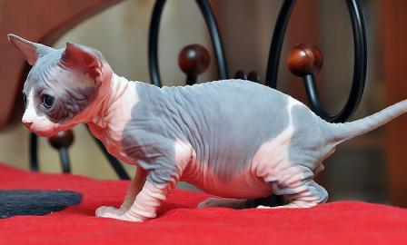 zwei Sphynx K�tzchen