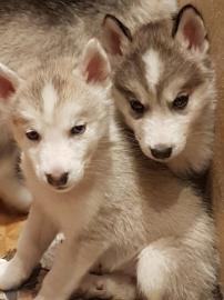 Siberian Husky Welpen