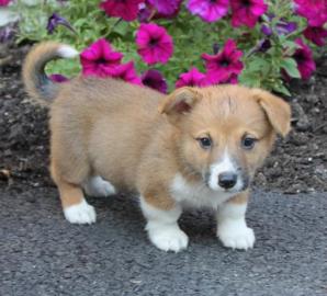 Gut sozialisierte Welsh Corgi (Pembroke)