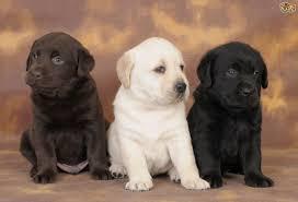 Labrador Welpen mit Papieren whatsapp Nu