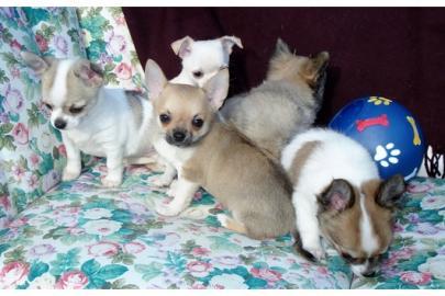 Mini-Chihuahua-Welpen (Langhaar und.  Kur