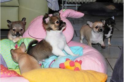 Mini-Chihuahua-Welpen (Langhaar und.  Kur