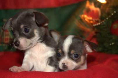 Mini-Chihuahua-Welpen (Langhaar und.  Kur