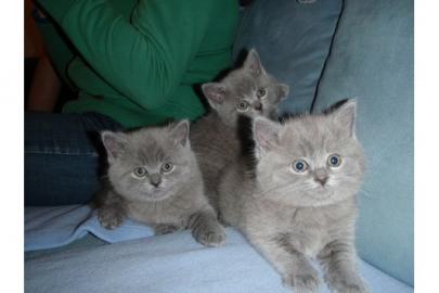 Kart�user Kitten suchen ab sofort neue K