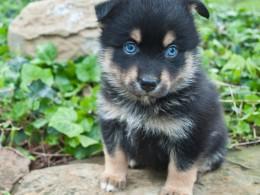 Wunderbare Pomsky Welpen zum Verkauf