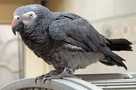 Kongo-Afrikaner Grey Parrots f?r Vogelli